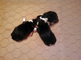 One day old!